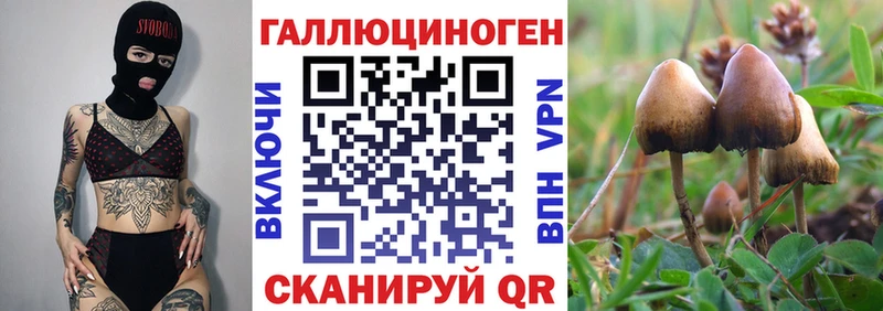 Купить  Сольцы  Галлюциногенные грибы Cubensis 